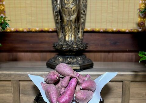 『お寺の畑で、さつまいもを収穫』