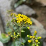 『お寺の境内に、つわぶき(石蕗)が咲き始めました。』