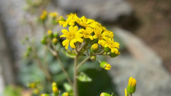 『お寺の境内に、つわぶき(石蕗)が咲き始めました。』